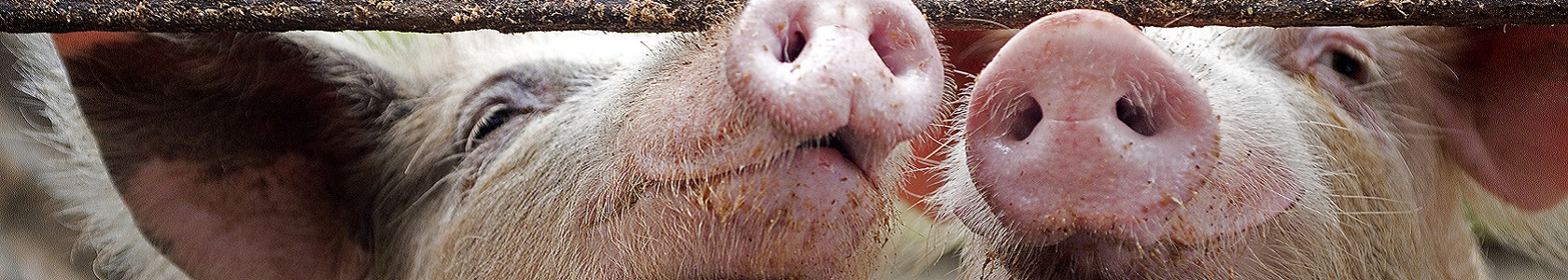 Pigs snouts together